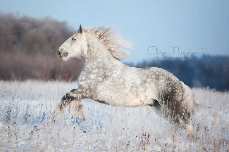 © Olesya Nickolaeva