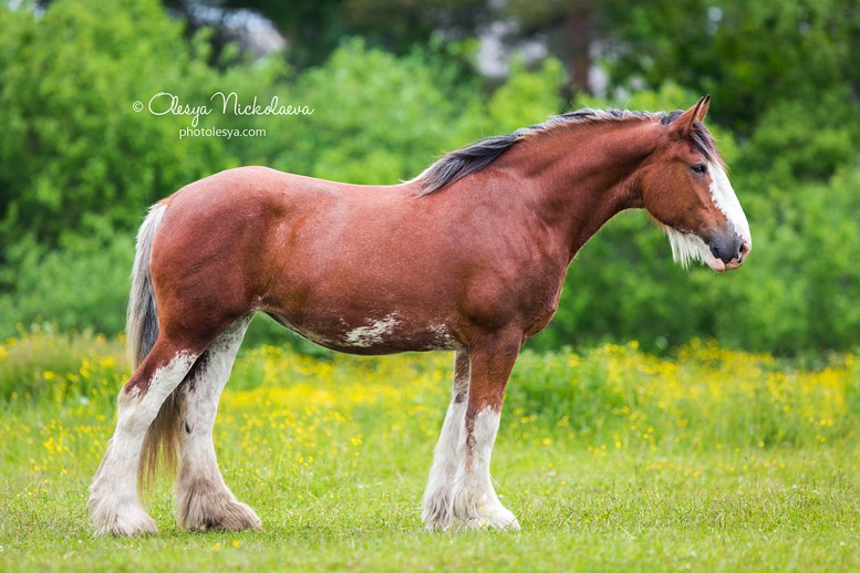 © Olesya Nickolaeva