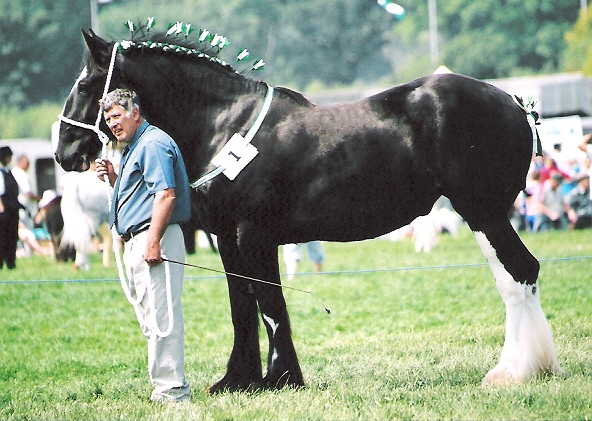 © Anthony Booth/Rainhill Welsh Cobs