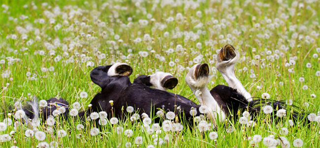 kuvan © Svetlana Golubenko