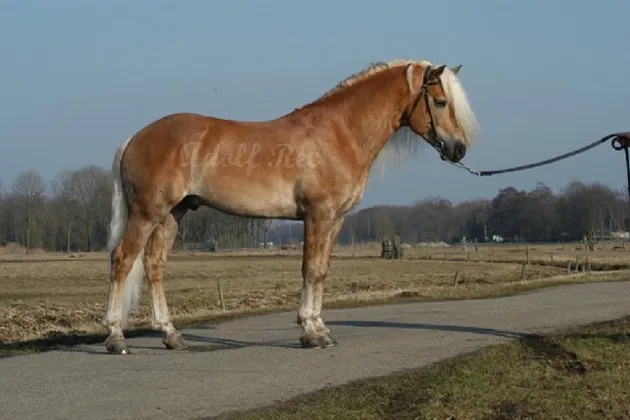 © De Kymmelshof Hengstenhouderij