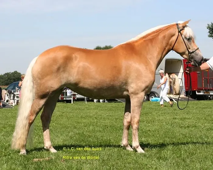 © Haflingerwokstal De Wortel