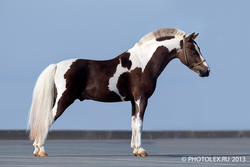 © Alexia Khruscheva