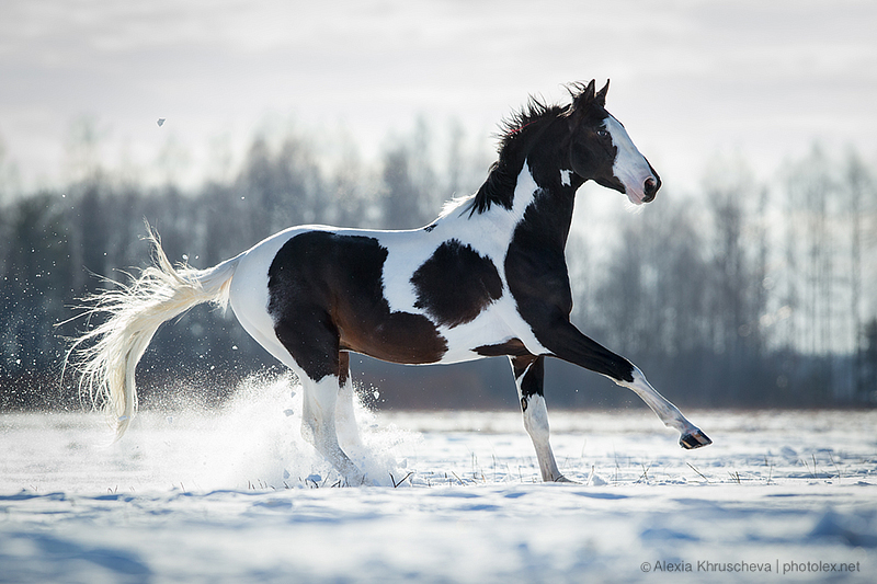 © Alexia Khruscheva