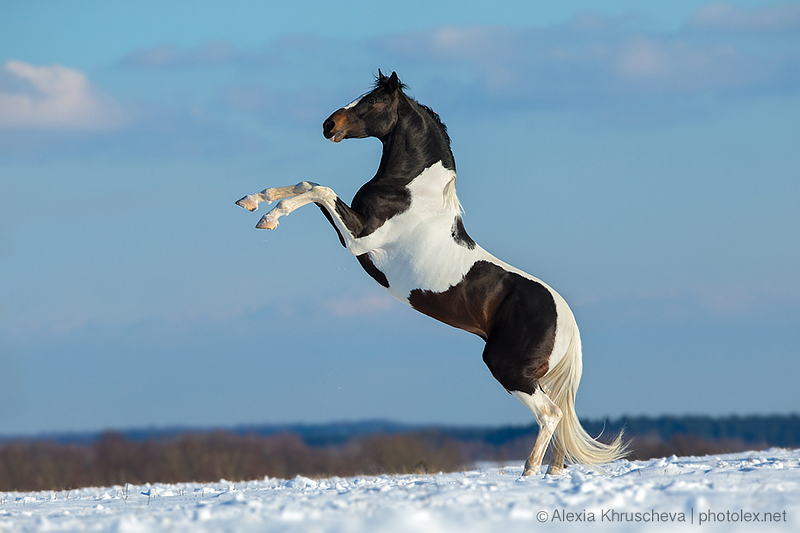 © Alexia Khruscheva