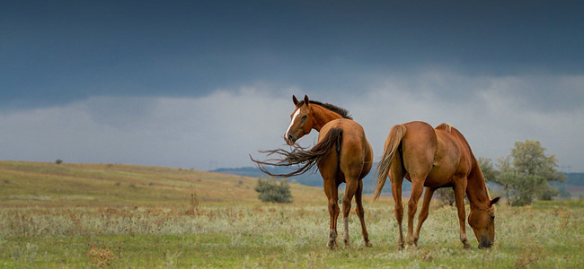 Tämän kaltaista, synkähköä keliä on riittänyt koko alkukesän! Onneksi ponit eivät ole moksiskaan ukkosmyrskyistä tai rankkasateista! » kuvan © Lepestok