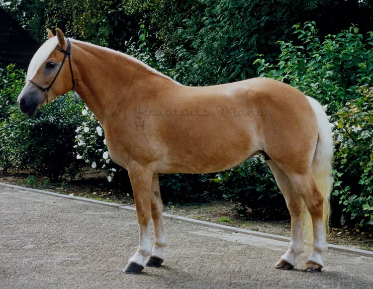 © Haflingerfokstal De Wortel