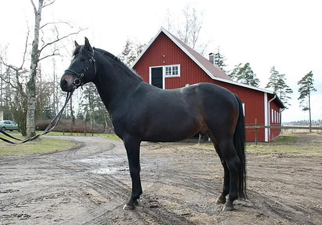 © Skattegårds NF Stuteri