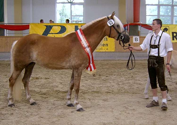 © Bossler Haflingerzucht