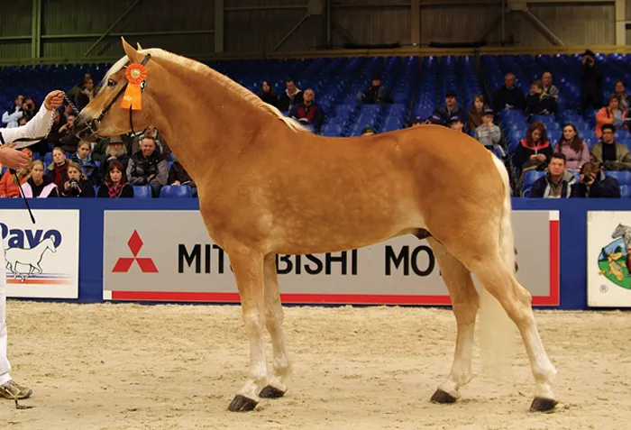 © Stalhouderij De Landhorst