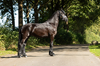 Greetje R.