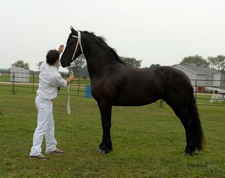 © Vanderploeg Friesians