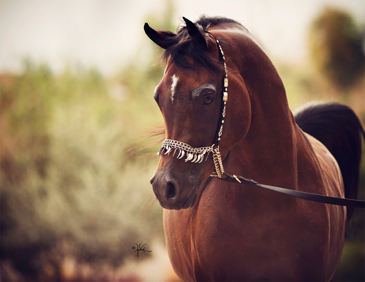 © Arabian Expression