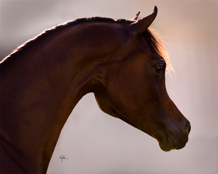 © Arabian Expressions