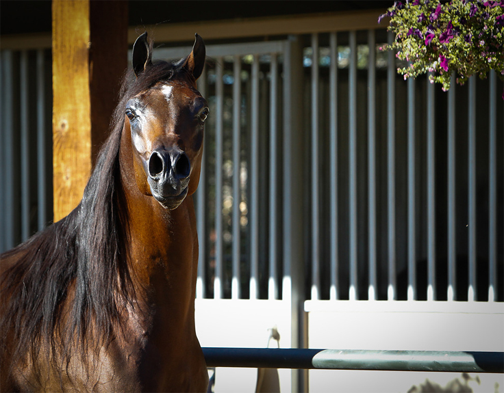 © Arabian Expressions