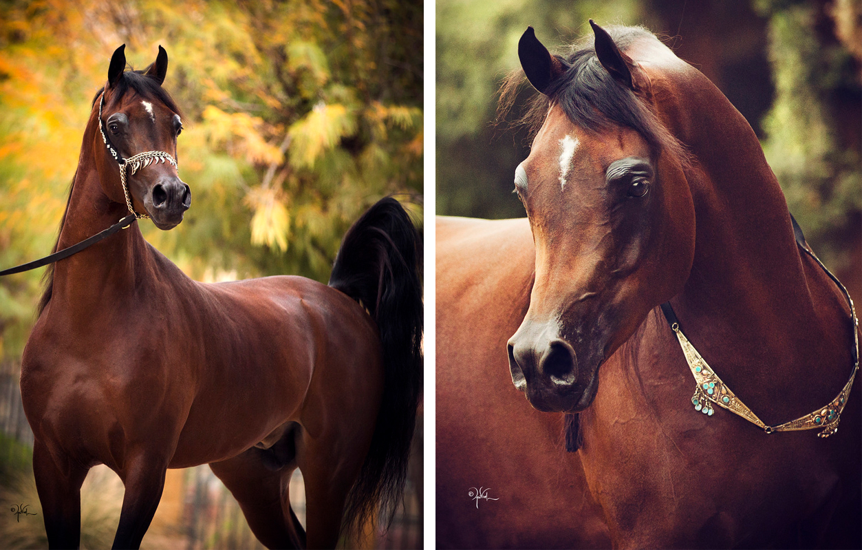© Arabian Expressions
