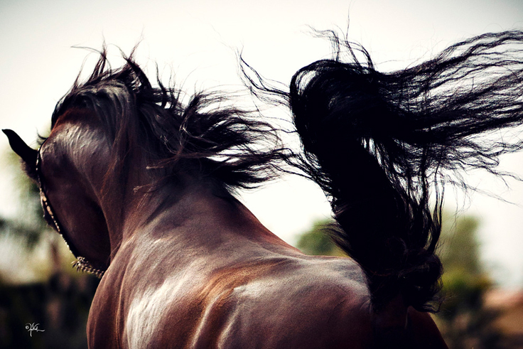 © Arabian Expressions