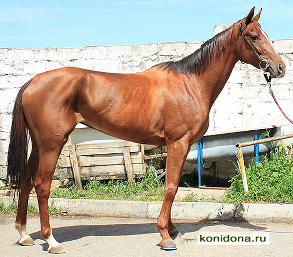 © Konidona.ru