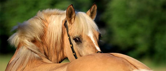 © Valeria Korothevich